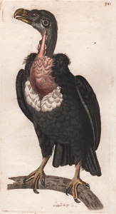 941 Pondicherry Vulture